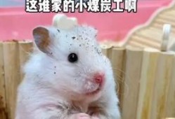 电气鼠吃瓜拍片,揭秘科技与娱乐的跨界融合