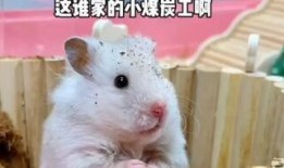 电气鼠吃瓜拍片,揭秘科技与娱乐的跨界融合