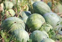 航头镇新品崩瓜怎么吃