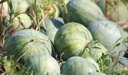 航头镇新品崩瓜怎么吃