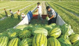 南中吃瓜小组,揭秘校园热点，畅谈青春话题