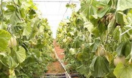 吃网纹瓜群众图片,群众共享甜蜜时光