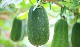 中一个吃瓜什么