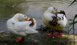 中秋吃瓜花鸭,瓜花鸭香满园