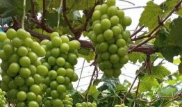 石家庄花海吃瓜,石家庄花海盛夏瓜果香