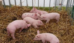 小猪不吃饲料只吃瓜,小猪弃食饲料偏爱瓜果的奇妙食趣