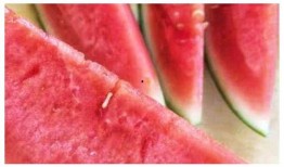 吃沙瓜还是脆瓜比较好吃,哪一种更胜一筹？