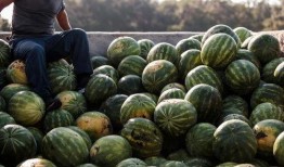 南中吃瓜小组,揭秘校园热点，畅谈青春话题