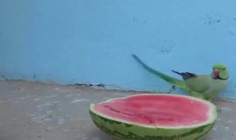 鹦鹉吃瓜趣事,一场欢乐的跨界趣事