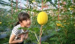 精确吃瓜,精确吃瓜，洞察明星幕后真相