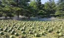 红黄蓝吃瓜,揭秘瓜界风云录