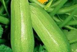 痛风哪些瓜可以吃,痛风患者适宜食用的瓜类指南