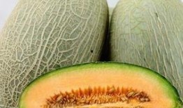 哈密瓜吃哈密瓜,品味正宗哈密瓜的独特魅力