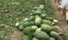 广西广艺吃瓜,吃瓜群众的美食盛宴