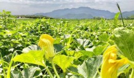 碧桂园吃瓜案例,一场网络舆论的风暴与反思