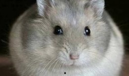 电气鼠吃瓜拍片,揭秘科技与娱乐的跨界融合