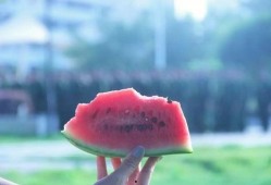 安静吃瓜图片大全,盘点那些安静吃瓜的温馨瞬间