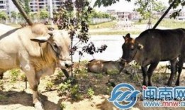 贵州小伙吃瓜放牛,田园生活诗意盎然