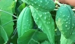 青瓢瓜怎么吃,解锁清新口感新体验