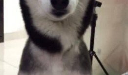 带你吃瓜神奇动物,带你探索神奇动物世界的奇妙之旅