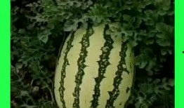 吃瓜吃错地方,吃瓜吃错地方的趣事回顾