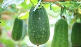 吃三斤瓜,探寻夏日消暑美食的秘密