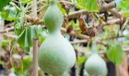 吃葫芦瓜慢性中毒,探究病因与预防措施