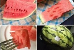 木木墩吃瓜,木木墩的瓜田奇遇记