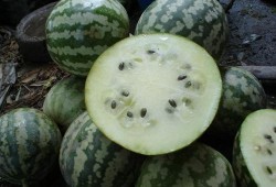 蛇型瓜怎么吃,蛇型瓜的独特食用方法与美味体验