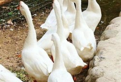 吃瓜幸运鹅完结,一场甜蜜的瓜田奇遇记