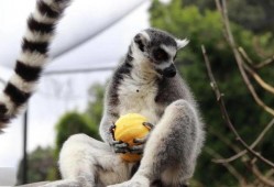 吃瓜迅猛龙,揭秘恐龙世界的“美食侦探”