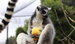 吃瓜迅猛龙,揭秘恐龙世界的“美食侦探”