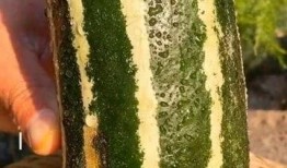 西瓜熟了吃瓜了,尽享西瓜熟透的甘甜时光