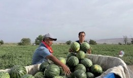 咸阳渭城区吃瓜,夏日炎炎，吃瓜解暑乐无边