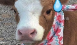 抖音吃瓜麻将,揭秘网络红人的娱乐生活