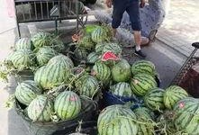 温县山野吃瓜事件,一场意外引发的食品安全风波