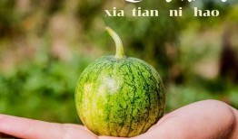 吃专业的瓜,揭秘专业吃瓜者的美食之旅