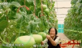 豆瓣吃瓜自由地,揭秘热门话题背后的真相与笑料