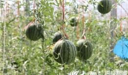 莲花楼阿飞吃瓜,揭秘莲花楼背后的神秘瓜界风云