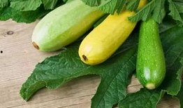 痛风可以吃洋瓜尖,洋瓜尖助力健康饮食