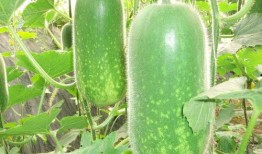 琉璃假吃瓜大赛,揭秘明星幕后“真面目”