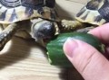 乌龟吃脆瓜吗,揭秘乌龟是否喜爱脆瓜