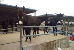 叫驴吃瓜,一场意外的乡村奇遇