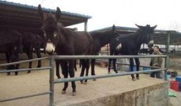 叫驴吃瓜,一场意外的乡村奇遇