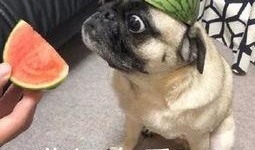 吃瓜阿姨表情,揭秘网络热梗背后的真实情感