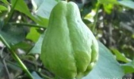 痔疮吃佛手瓜,天然食疗新选择