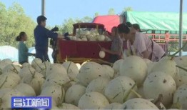 航头镇新品崩瓜怎么吃