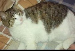 猫咪吃瓜现场,萌态百出，瓜果飘香