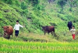 贵州小伙吃瓜放牛,田园生活诗意盎然
