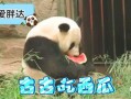 吃瓜的熊猫,吃瓜熊猫的趣味生活揭秘